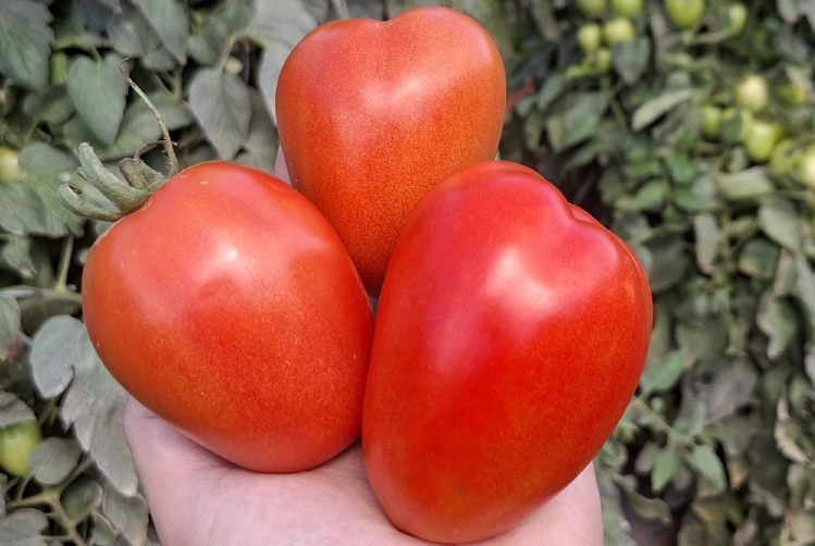 Clima adverso e press�o de doen�as ampliam riscos na produ��o de tomate saladete